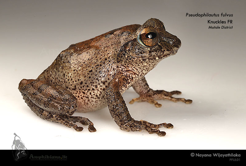 Knuckles Shrub Frog