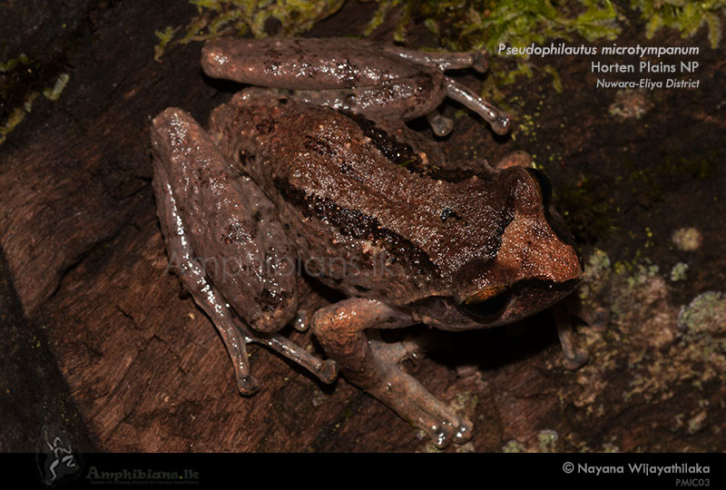 Small Eared Shrub Frog
