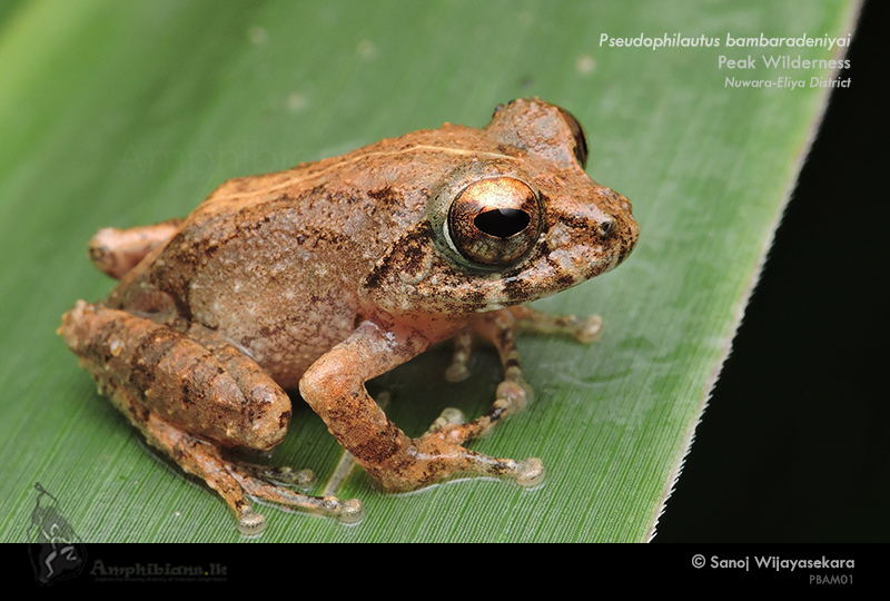 Bambaradeniya’s Shrub Frog