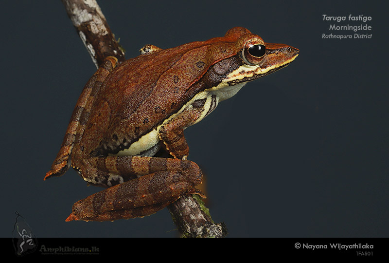 Morningside Tree Frog