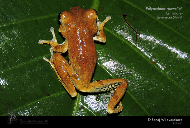Ranwella's Spined Tree Frog