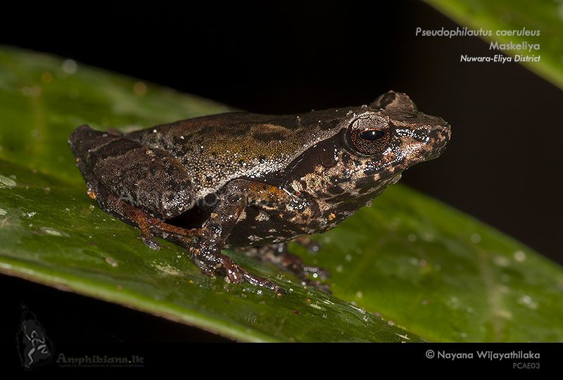 Blue Thigh Shrub Frog