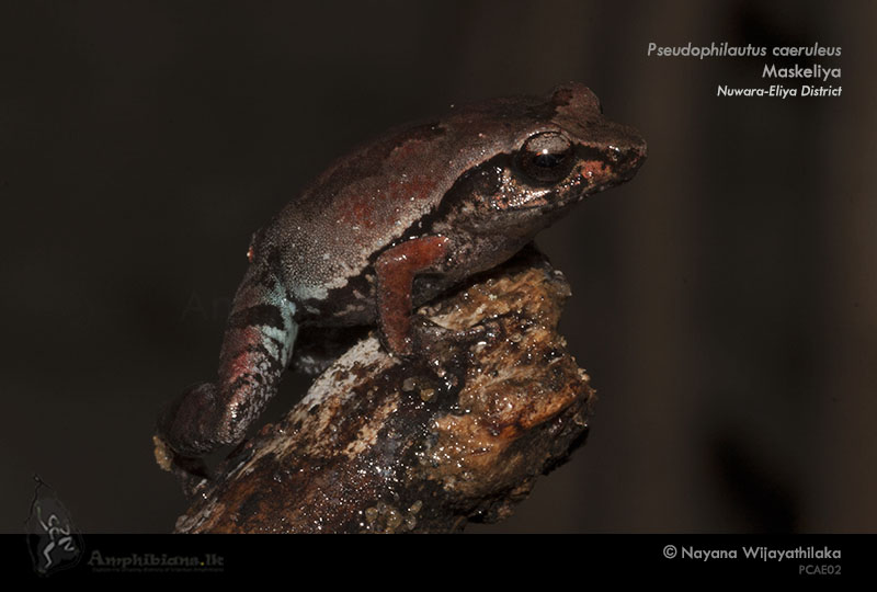 Blue Thigh Shrub Frog