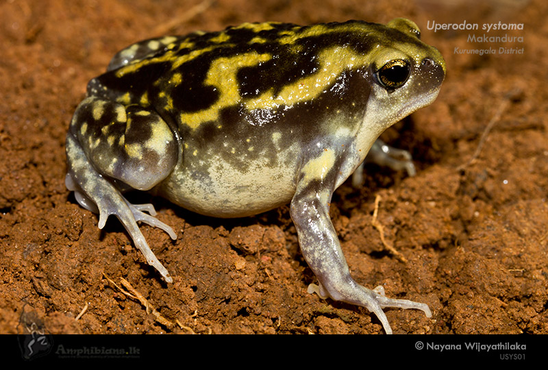 Marbled Globular Frog