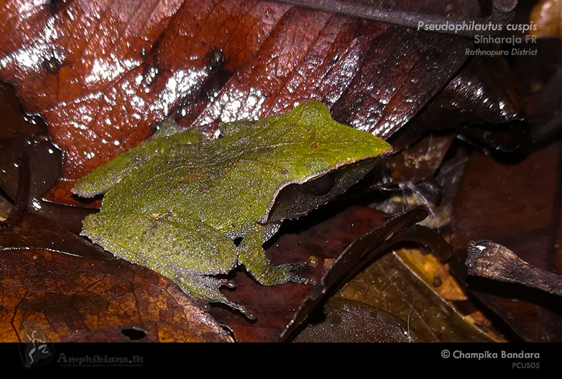 Sharp-snouted Shrub Frog