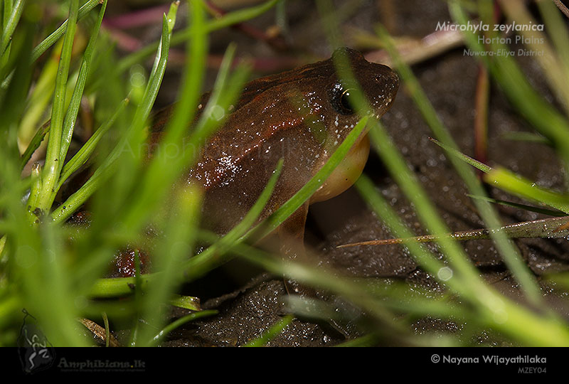 Sri Lanka Narrow-mouth Frog