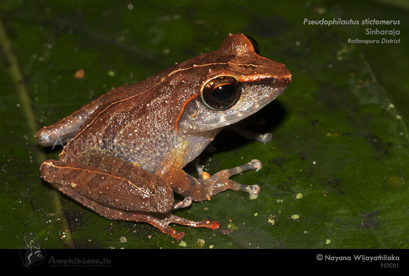 Orange Canthal Shrub Frog
