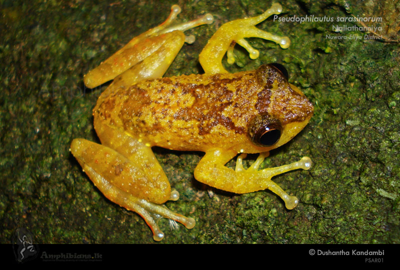 Muller's Shrub Frog