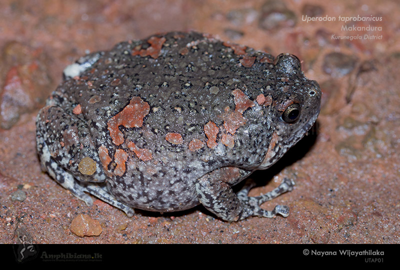 Painted Globular Frog