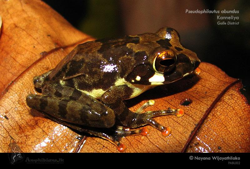 Labungama Shrub Frog