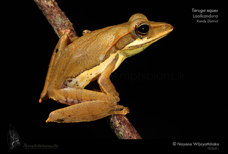 Montane Hour-glass Tree Frog