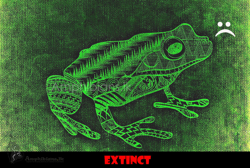 Malcomsmith's Shrub Frog