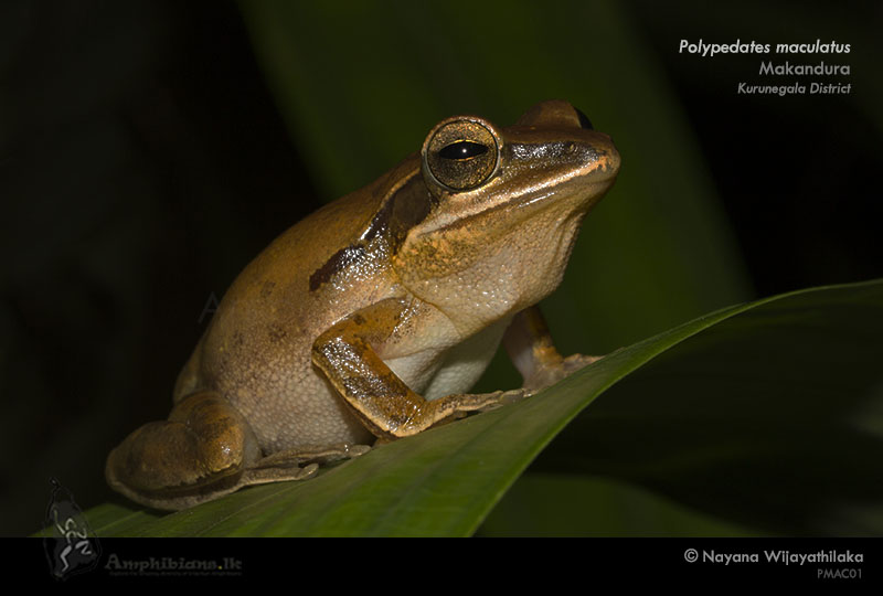Spotted Tree Frog