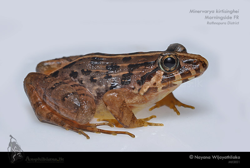 Kirtisinghe's Frog