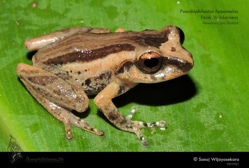 Webless Shrub Frog