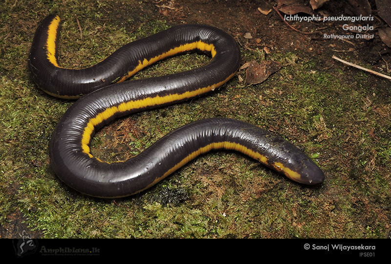 Lesser Yellow Banded Caecilian