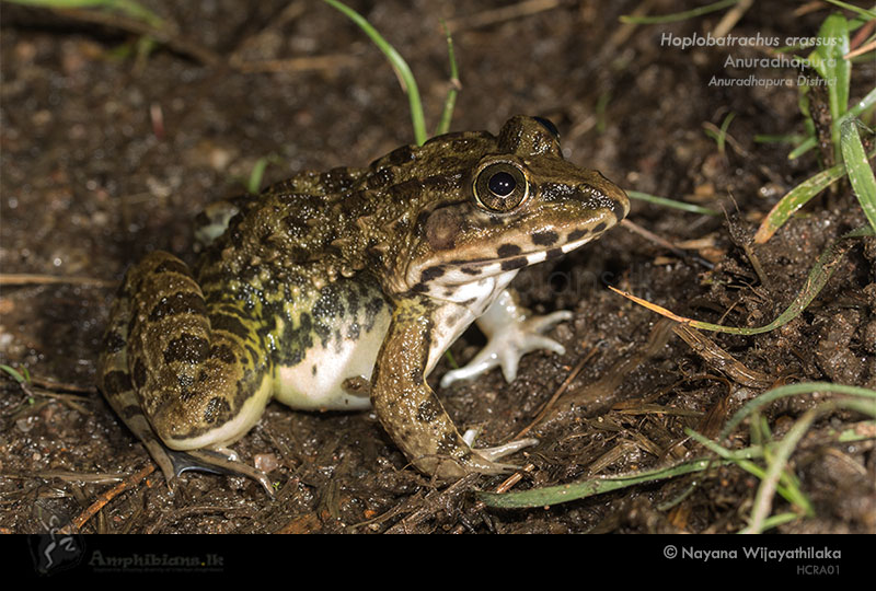 Jerdon's Bull Frog