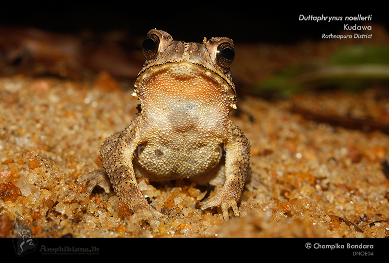 Noellert's Toad