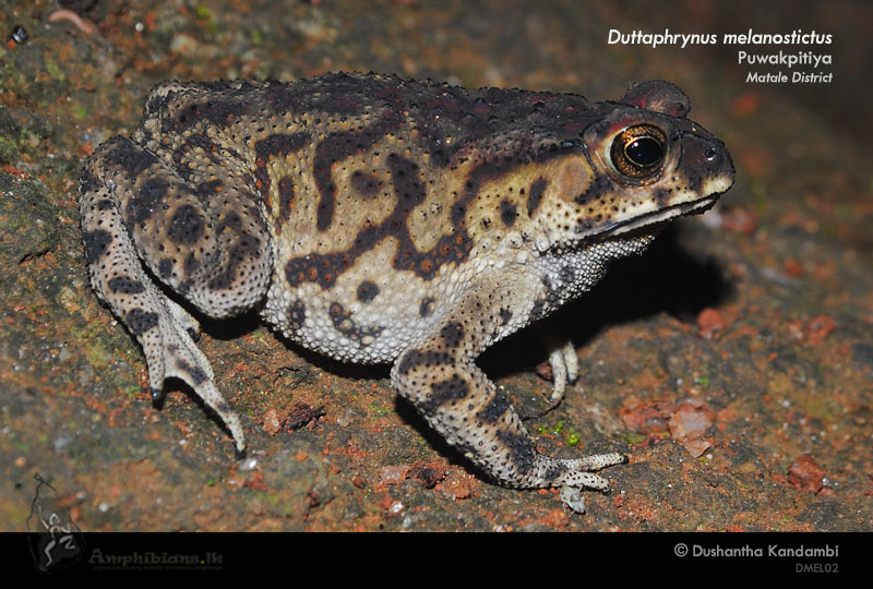 Common Toad
