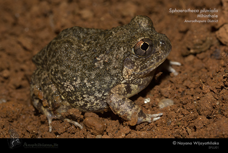 Jerdon's Burrowing Frog