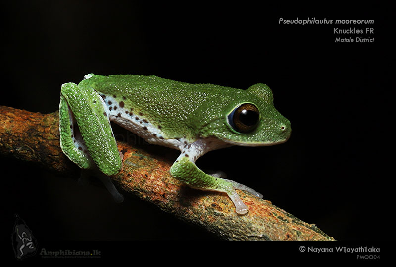 Moore's Shrub Frog