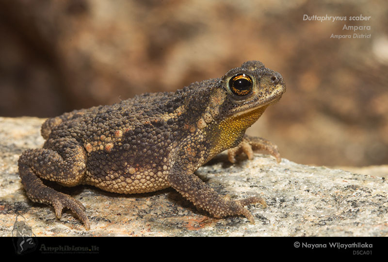 Schneider's Toad