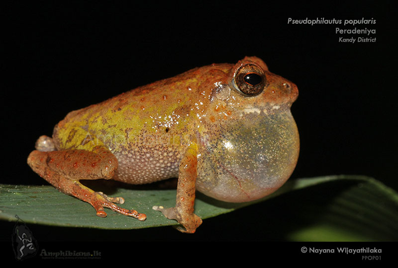 Common Shrub Frog