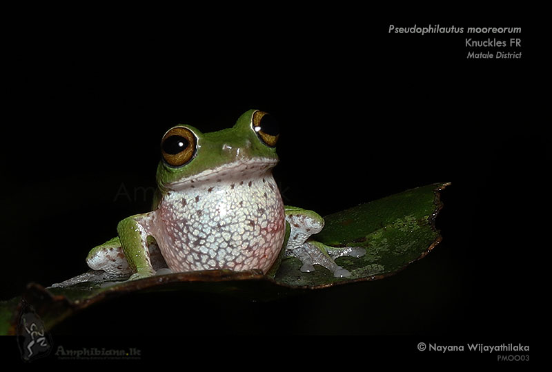 Moore's Shrub Frog