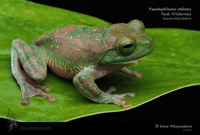 Spotted Shrub Frog