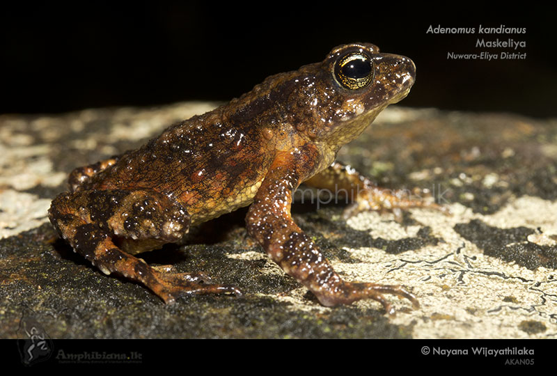 Kandiyan dwarf toad