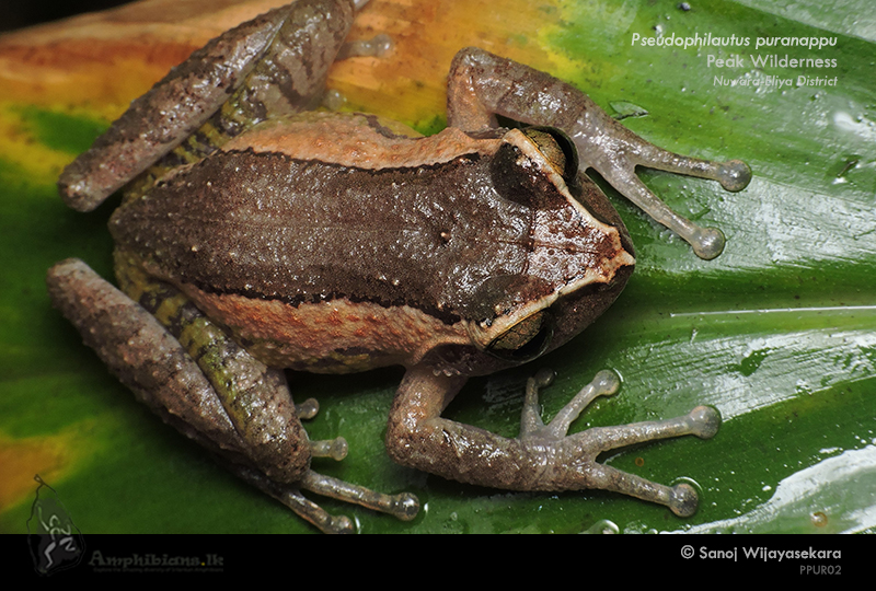 Puran Appu's Shrub Frog