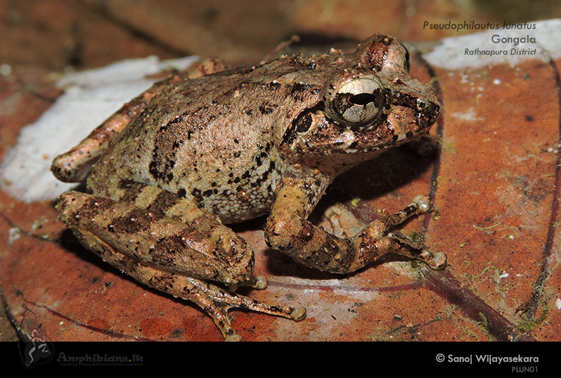Handapan Ella Shrub Frog
