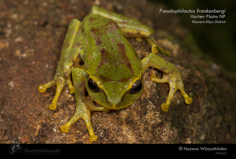 Frankenberg's Shrub Frog