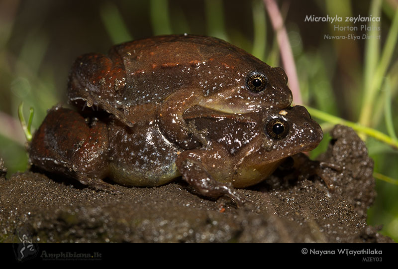 Sri Lanka Narrow-mouth Frog