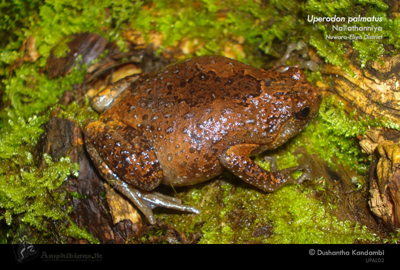 Parker's Globular Frog