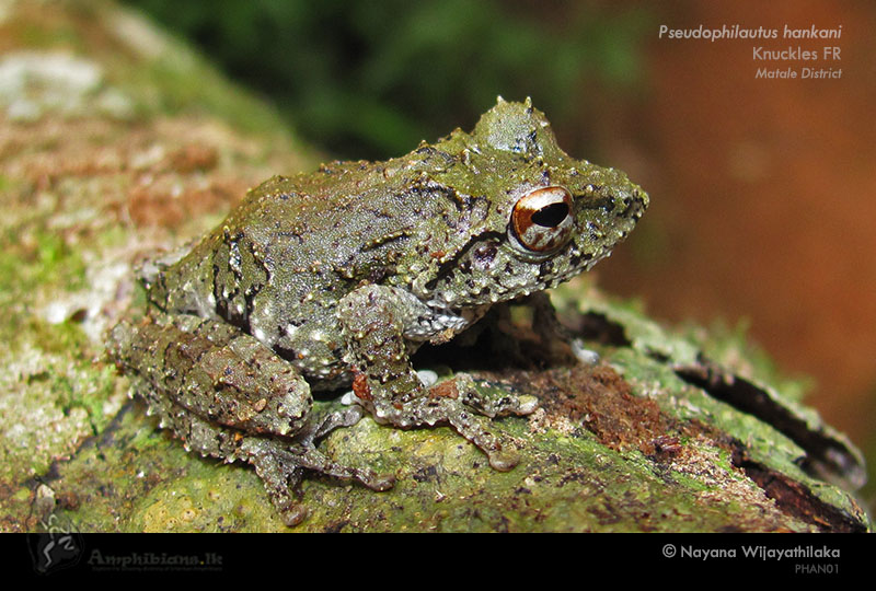 Hanken's shrub frog