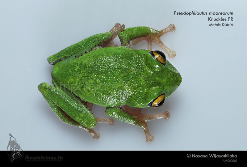 Moore's Shrub Frog