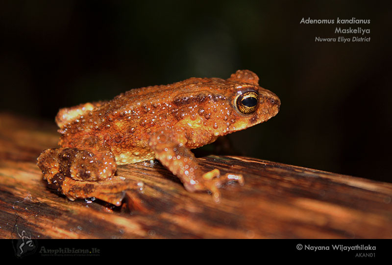 Kandiyan dwarf toad