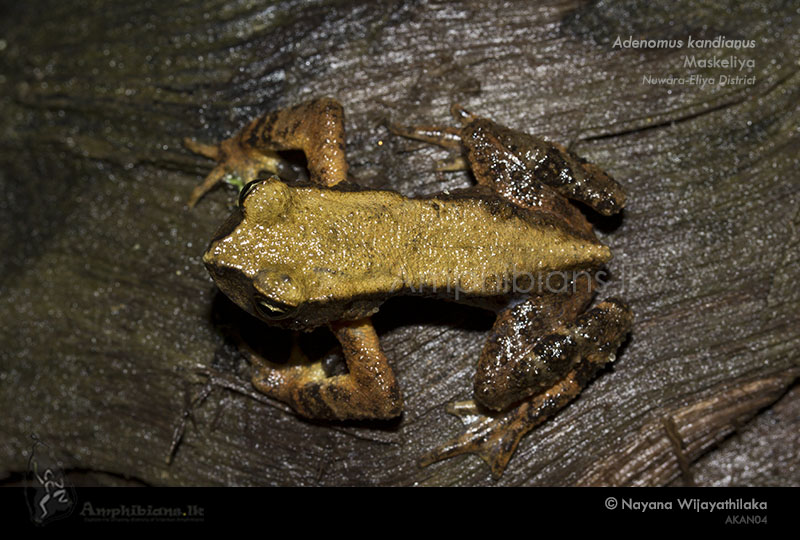 Kandiyan dwarf toad