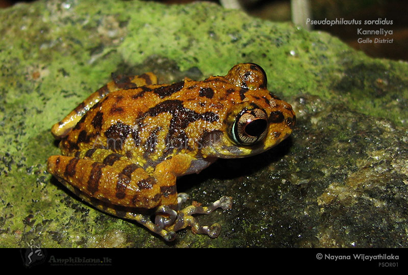 Grubby Shrub Frog