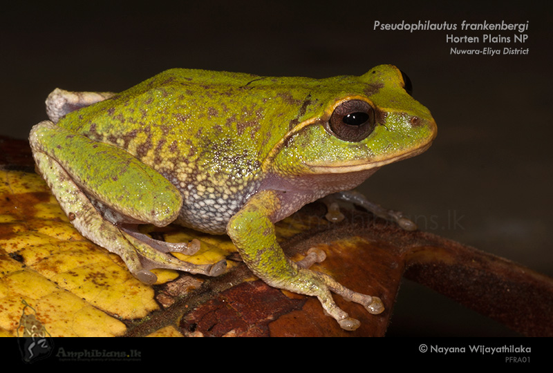 Frankenberg's Shrub Frog