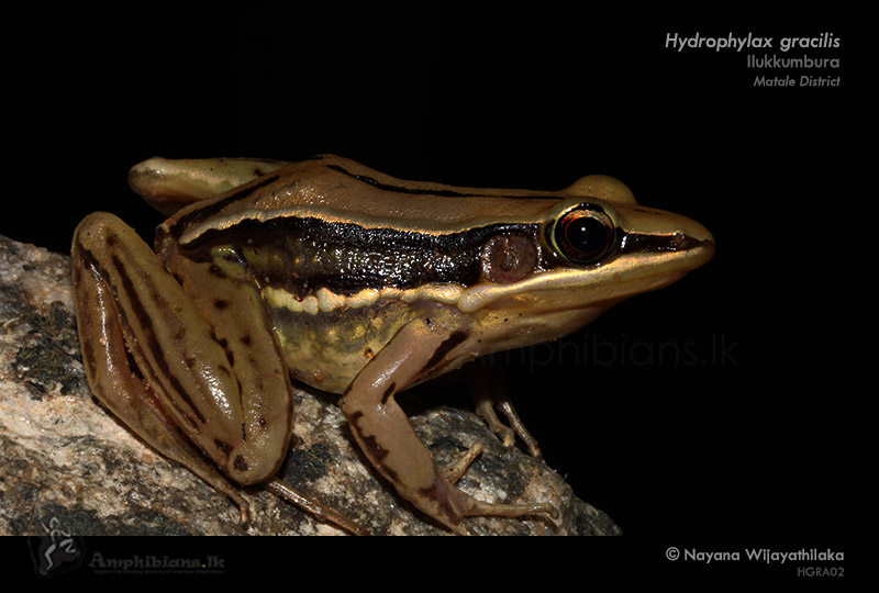 Gravenhorst's Golden-backed Frog