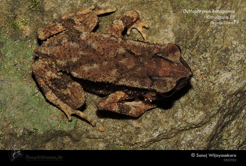 Kotagama's Toad