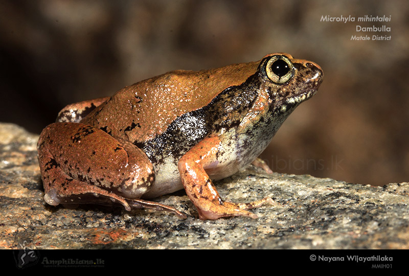 Mihintale Red Narrow-mouthed Frog