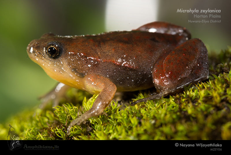 Sri Lanka Narrow-mouth Frog