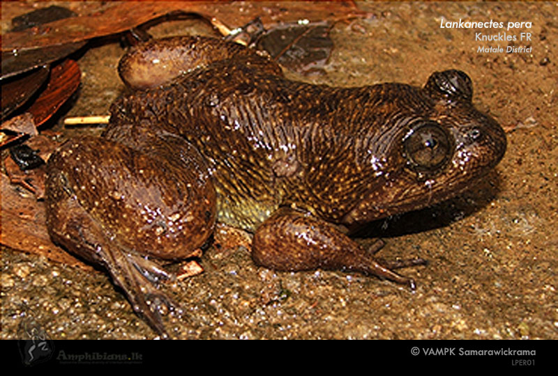 Knuckles Corrugated Water Frog