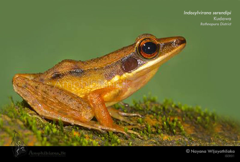 Sri Lankan Golden-backed Frog