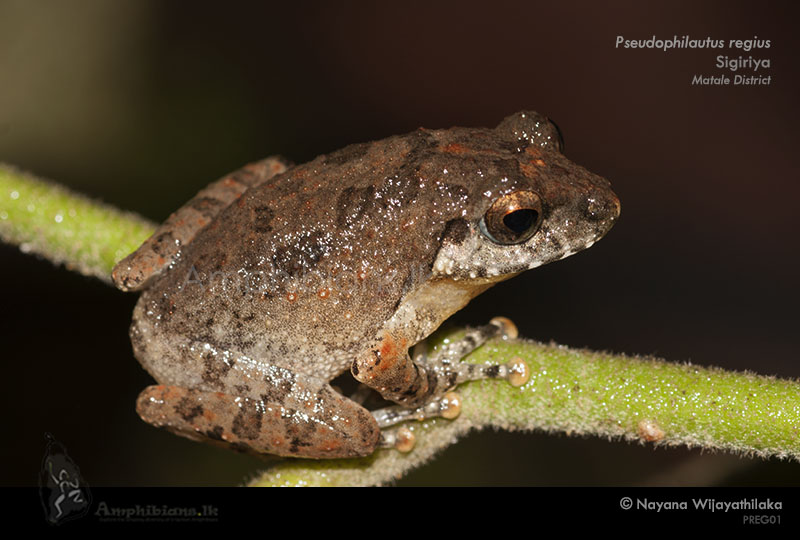 Polonnaruwa Shrub Frog