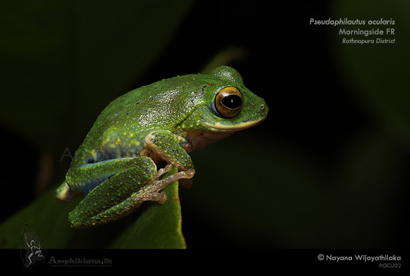 Golden-eyed Shrub Frog