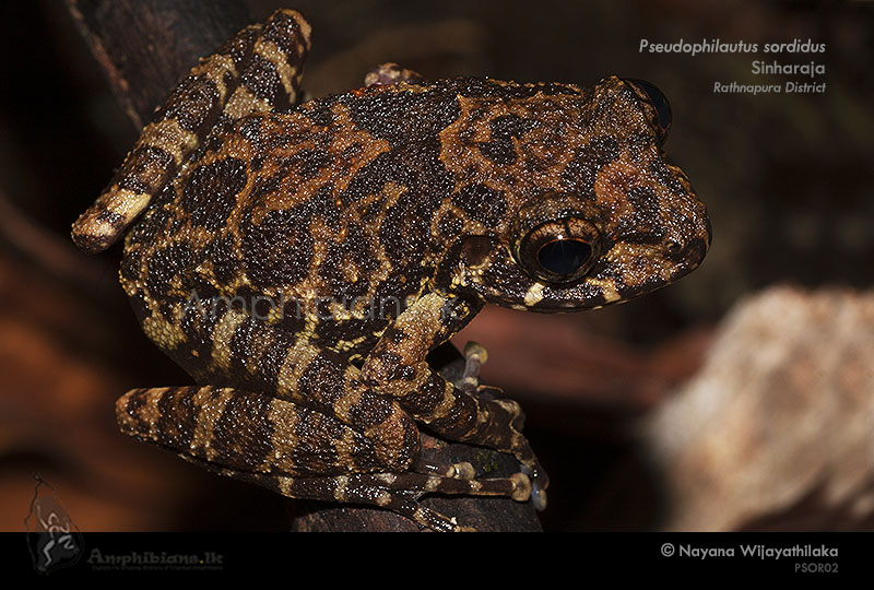 Grubby Shrub Frog